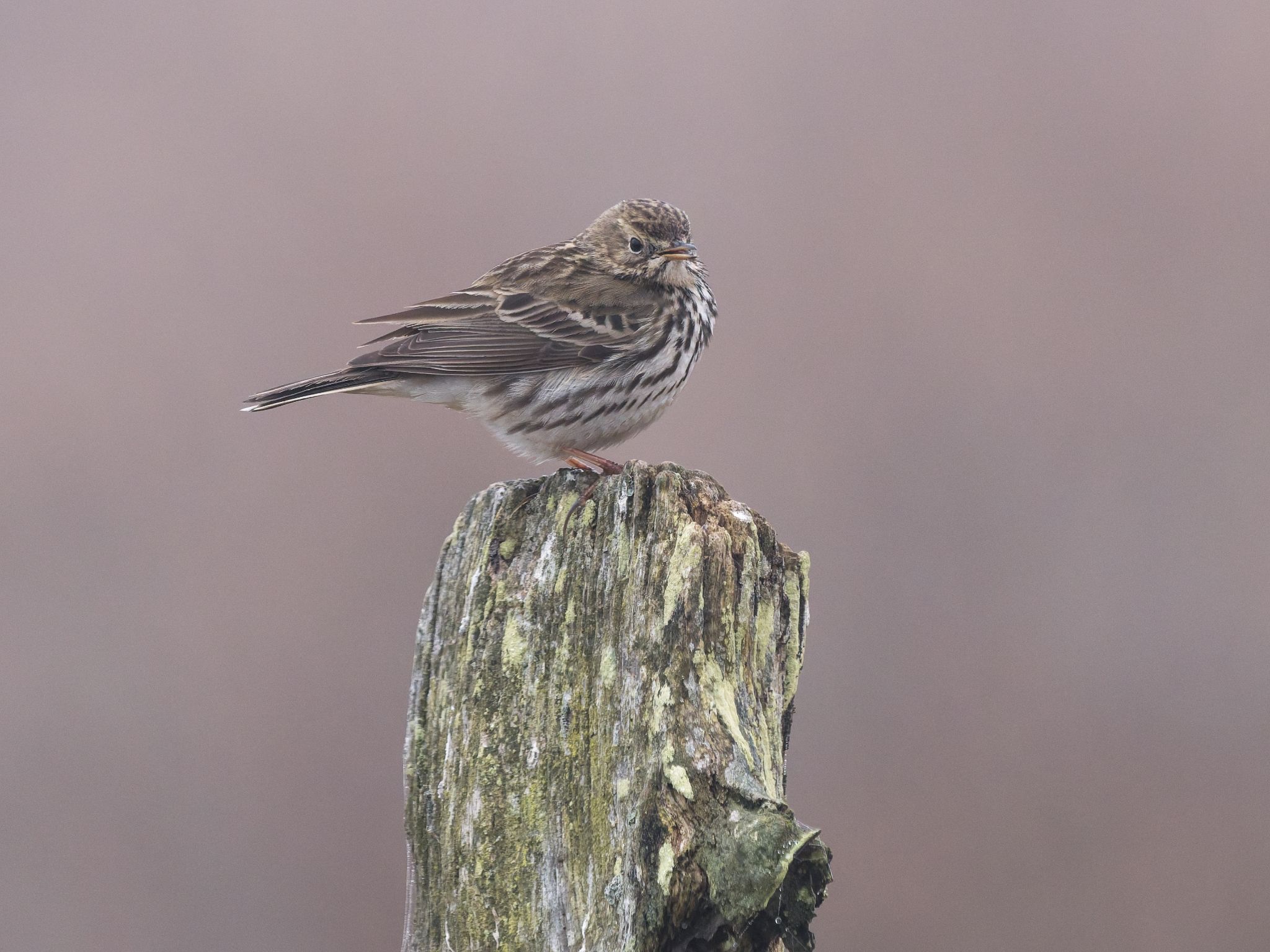 260321 1030 H  1HR0501 DxO DeepPRIME 3